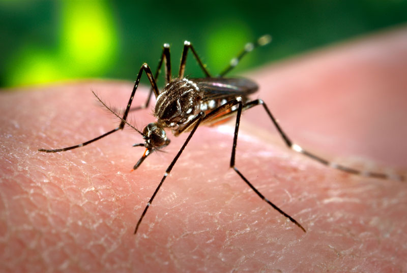 Започнува сезоната на комарците: Ова се најдобрите природни средства против нив
